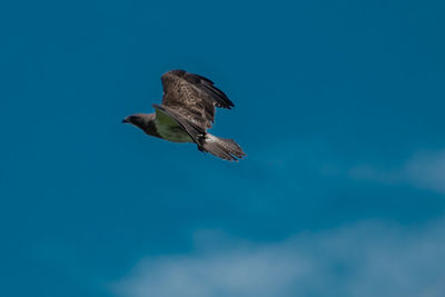 Low angle view of kite bird flying against blue sky