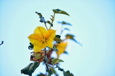 Close-up of yellow flowers against clear blue sky