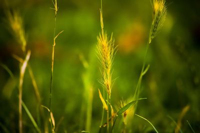 Close-up of stalks in field