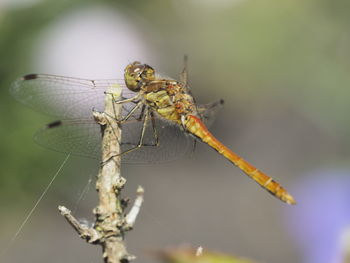 Close-up side view of dragonfly on stem