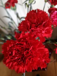 Close-up of red hibiscus blooming outdoors