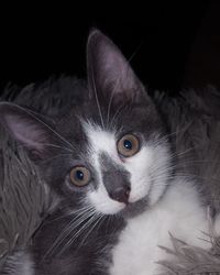 Close-up portrait of kitten