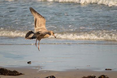 Bird flying over sea against sky