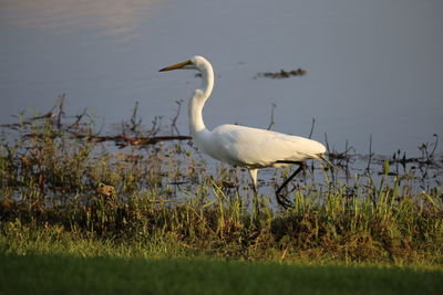 Bird in a lake