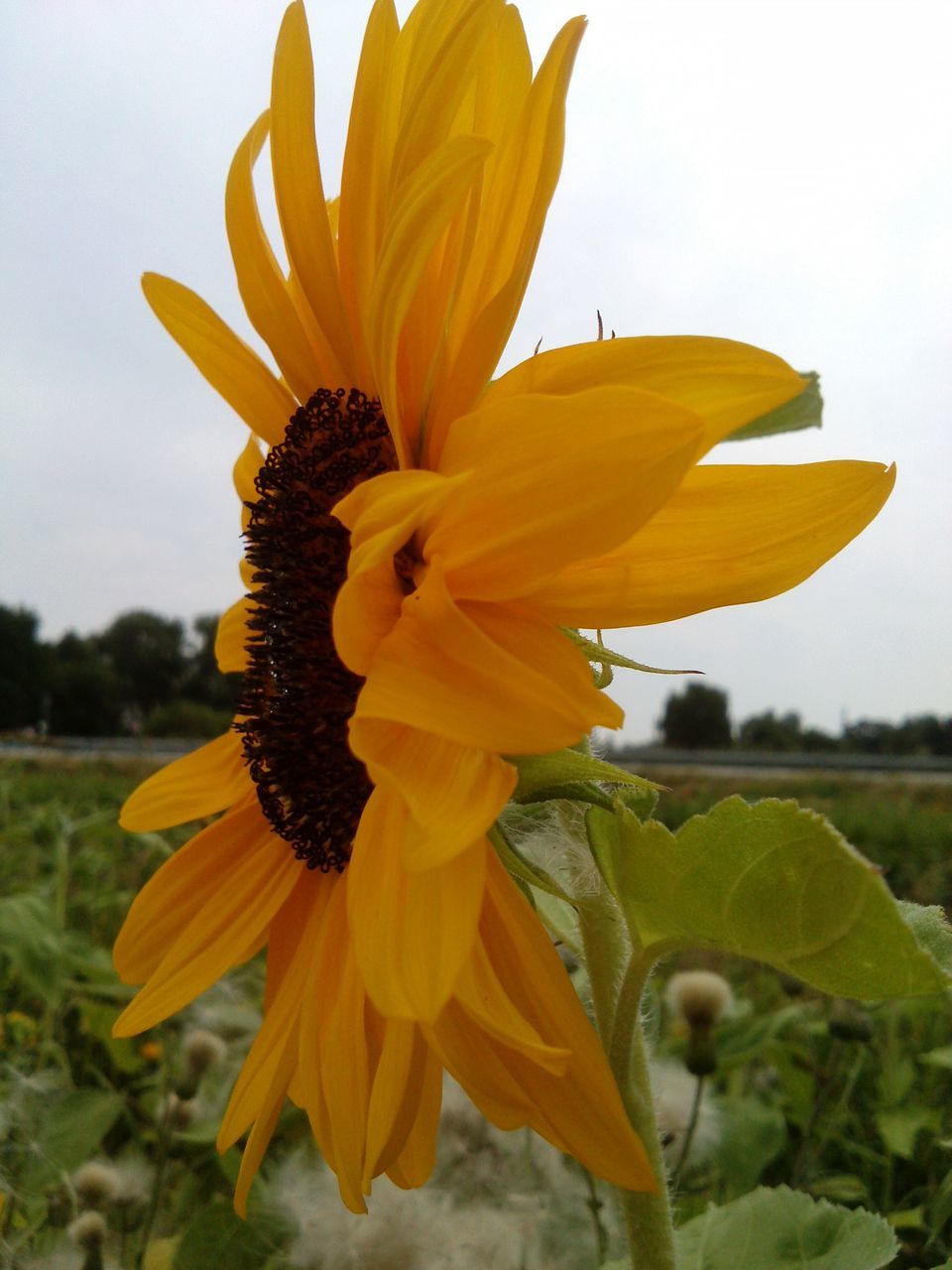 flower, petal, freshness, flower head, fragility, yellow, growth, focus on foreground, close-up, beauty in nature, blooming, pollen, plant, nature, single flower, sunflower, in bloom, stamen, day, insect