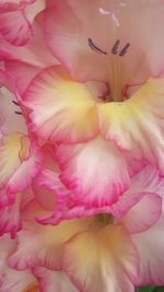 Close-up of pink rose flower