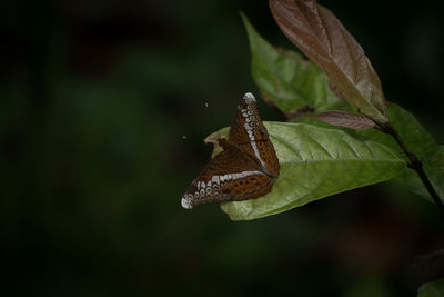 Close-up of butterfly on leaves