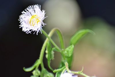 Close-up of flower blooming outdoors