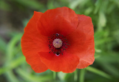 Close-up of red poppy