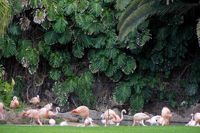 Flamingos on field against plants