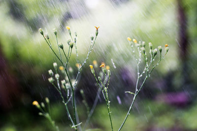 Close-up of spider web on plant