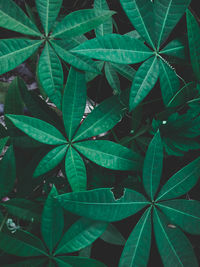 Full frame shot of plants