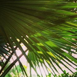 Full frame shot of palm trees