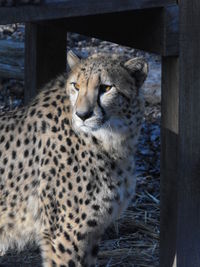 Close-up of cheetah on field