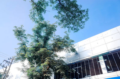 Low angle view of tree against sky