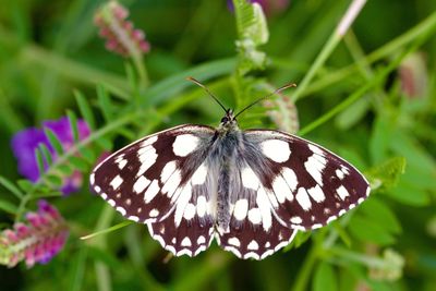 Butterfly on flower