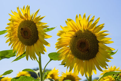 Closeup of two sunflowers with some bees extracting the pollen