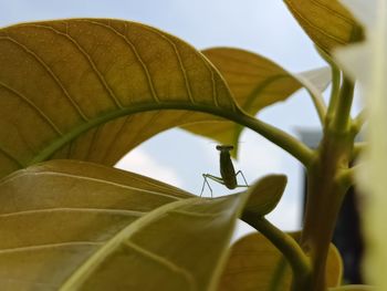 Close-up of insect on leaves