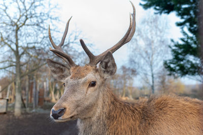 Close-up of deer