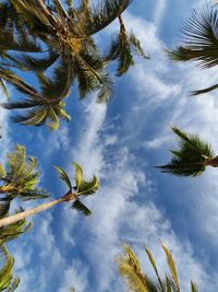 Low angle view of coconut palm tree against blue sky