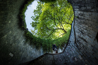 Reflection of trees on wall