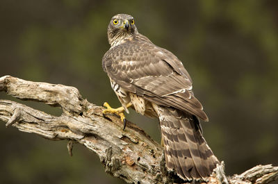 Close-up of eagle perching on branch