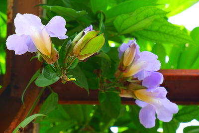 Close-up of purple flowering plant