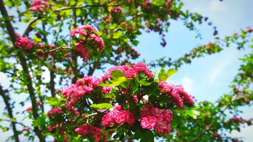 Low angle view of pink flowering plants