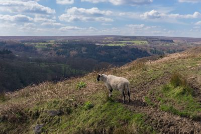 Full length of sheep standing at north york moors national park