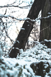Snow covered tree trunk in forest