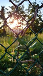 Close-up of green plant on chainlink fence