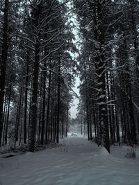 Snow covered trees in forest