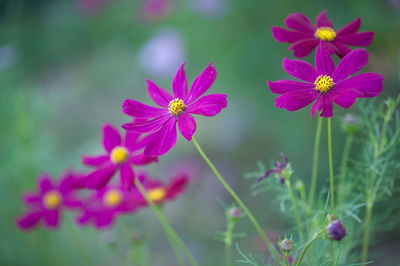 Close-up of pink cosmos flowers