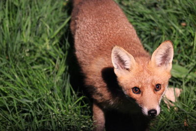 Portrait of fox on grassy field