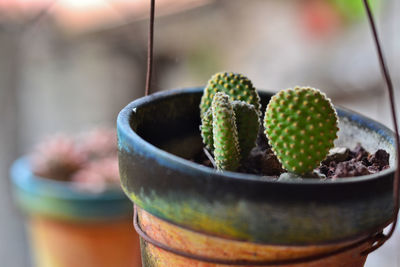 Close-up of succulent plant on table
