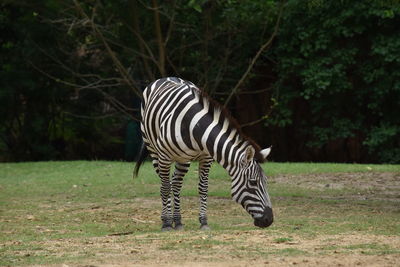 Zebra in a field