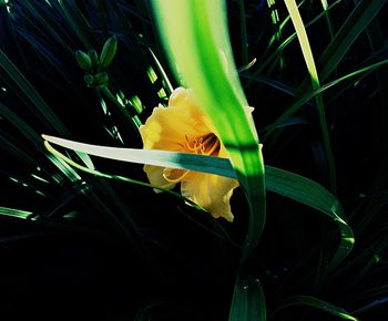 Close-up of yellow flowers