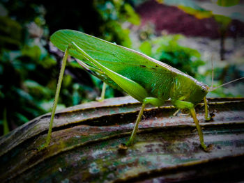 Close-up of insect on plant