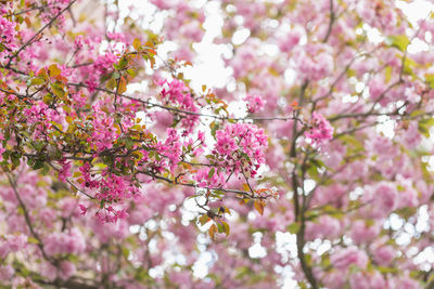 Blooming branches malus floribunda or japanese flowering crab apple and sky. spring background