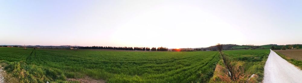 Scenic view of agricultural field against clear sky