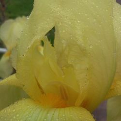 Close-up of yellow flower