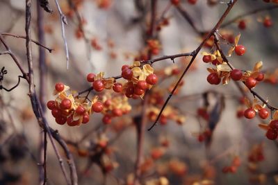 Red berries