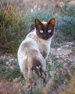 Portrait of cat sitting on grass