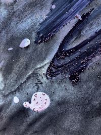 High angle view of starfish on beach