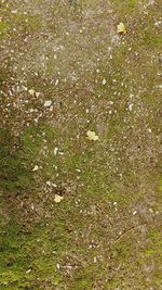 High angle view of flowering plants on land