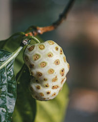 Close-up of noni fruit hanging