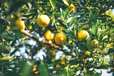 Low angle view of fruits on tree