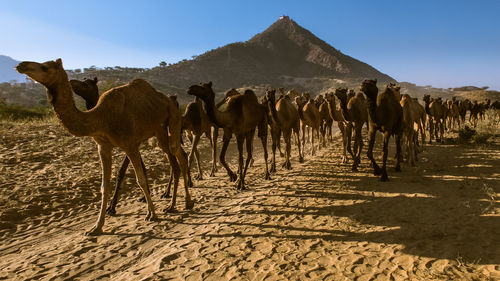 The pushkar fairfair and cultural fête held in the town of pushkar  rajasthan, india