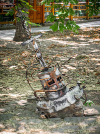 Close-up view of tree