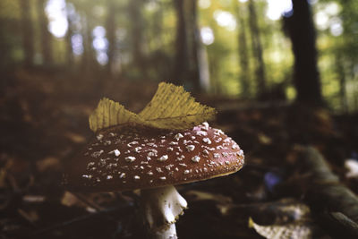 Mushroom (fly-agaric, amanita) under yellow autumnal leaf. autumn mood concept, flare